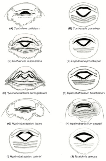 Diversity 12 00222 g080