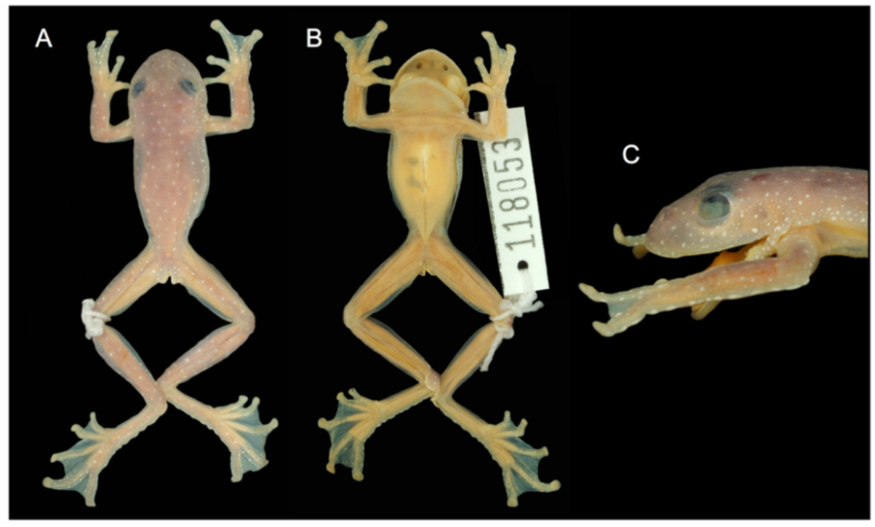 Diversity 12 00222 g081 Diversity 12 00222 g081