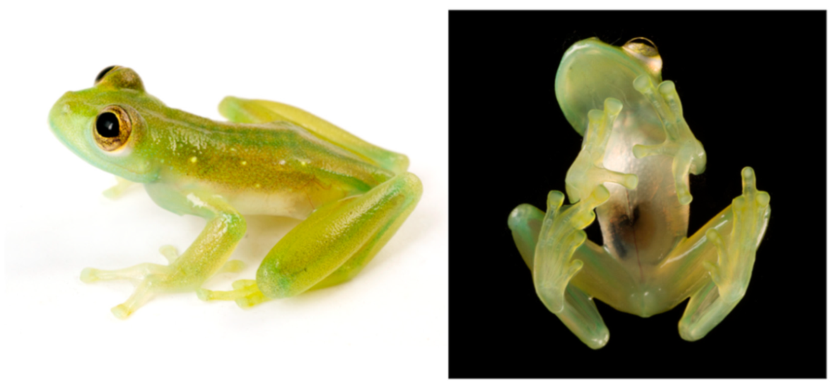 Diversity 12 00222 g083 Diversity 12 00222 g083