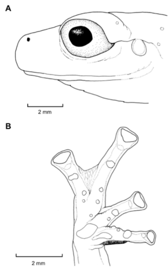 Diversity 12 00222 g084 Diversity 12 00222 g084