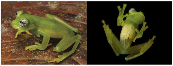 Diversity 12 00222 g089