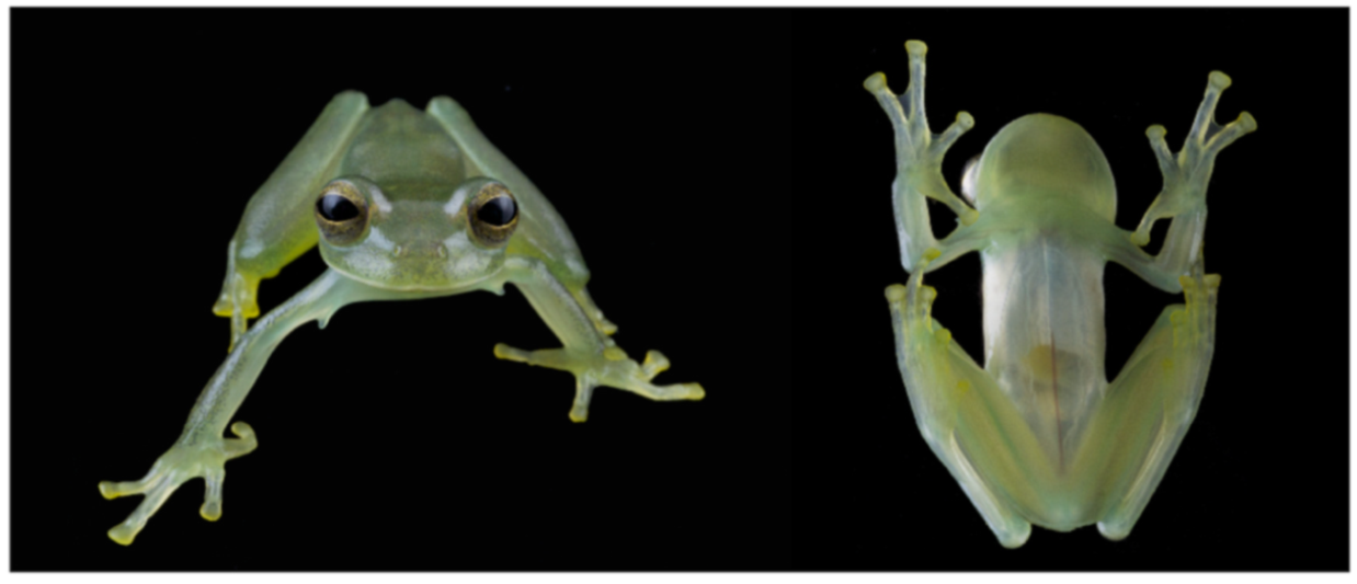 Diversity 12 00222 g093 Diversity 12 00222 g093