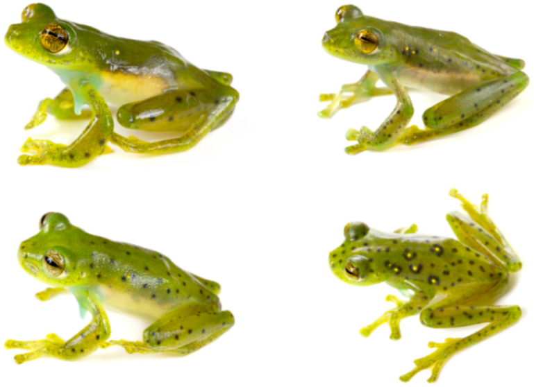 Diversity 12 00222 g095 Diversity 12 00222 g095