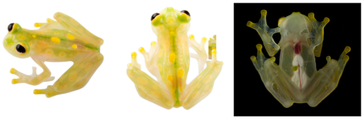 Diversity 12 00222 g102 Diversity 12 00222 g102