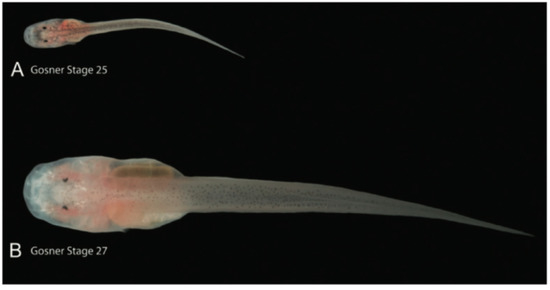 Diversity 12 00222 g104