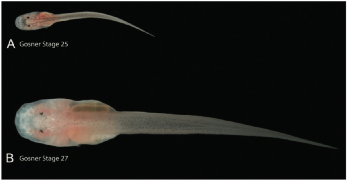 Diversity 12 00222 g104 Diversity 12 00222 g104