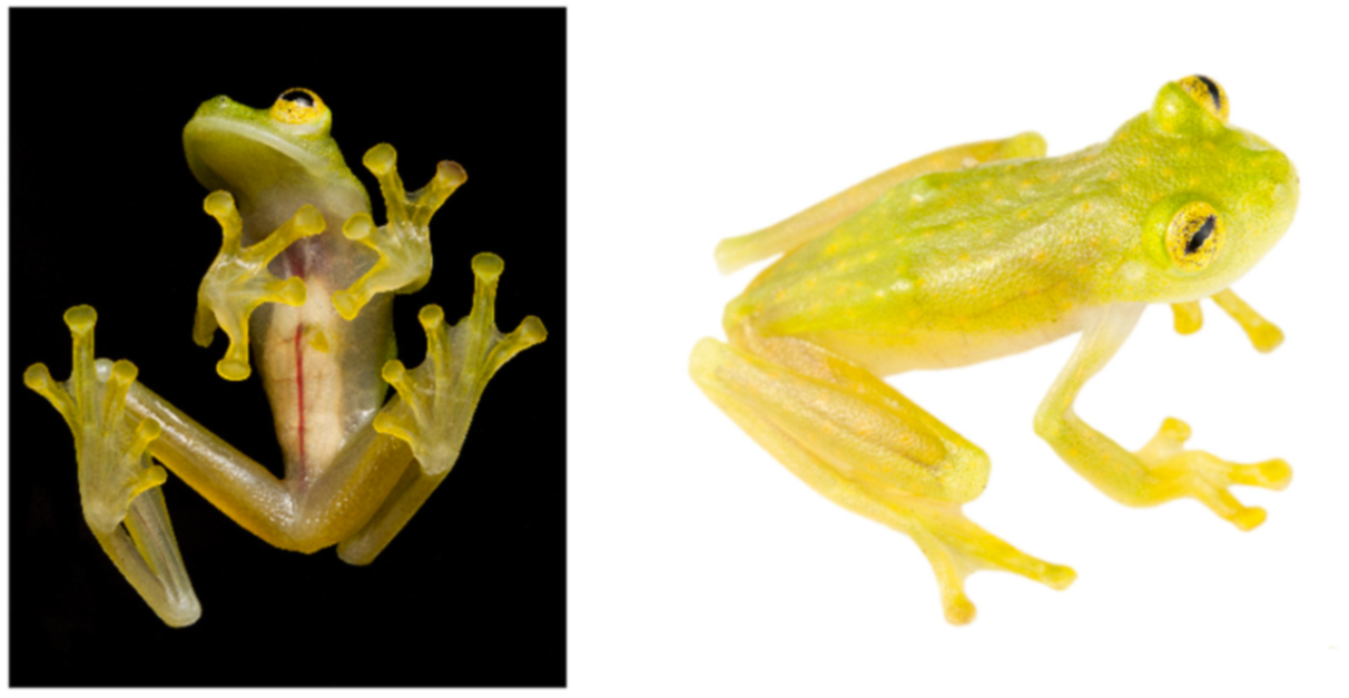 Diversity 12 00222 g106 Diversity 12 00222 g106