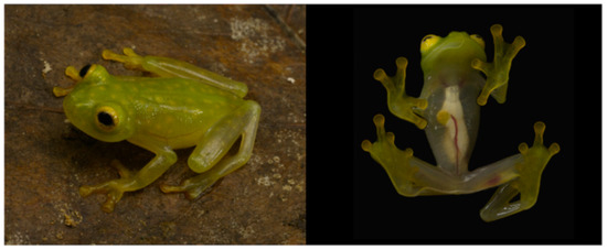 Diversity 12 00222 g109