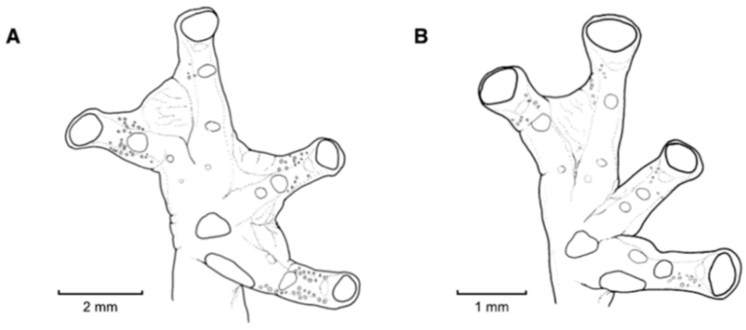 Diversity 12 00222 g110 Diversity 12 00222 g110