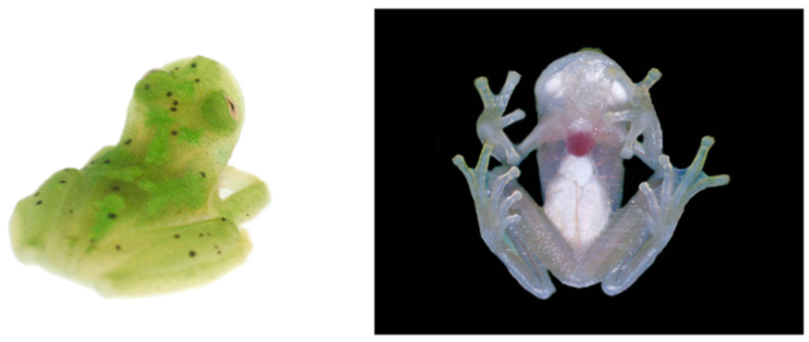 Diversity 12 00222 g112 Diversity 12 00222 g112