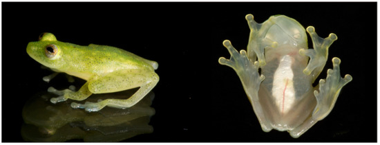 Diversity 12 00222 g114