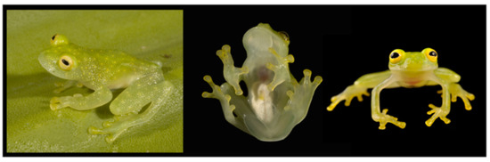 Diversity 12 00222 g117