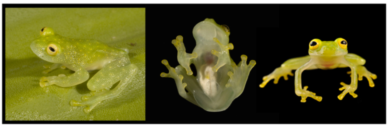 Diversity 12 00222 g117 Diversity 12 00222 g117