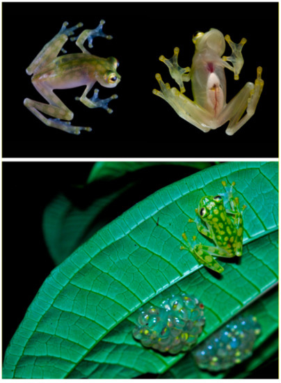 Diversity 12 00222 g121