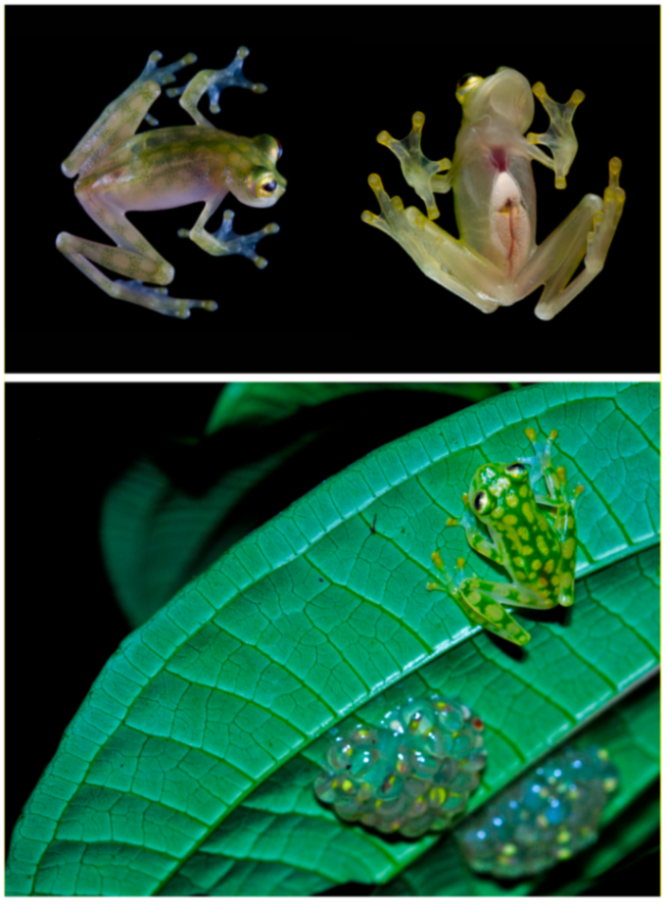 Diversity 12 00222 g121 Diversity 12 00222 g121