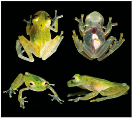 Diversity 12 00222 g124