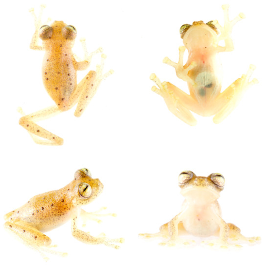 Diversity 12 00222 g127