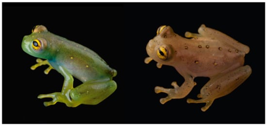 Diversity 12 00222 g128