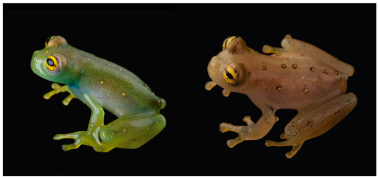 Diversity 12 00222 g128 Diversity 12 00222 g128