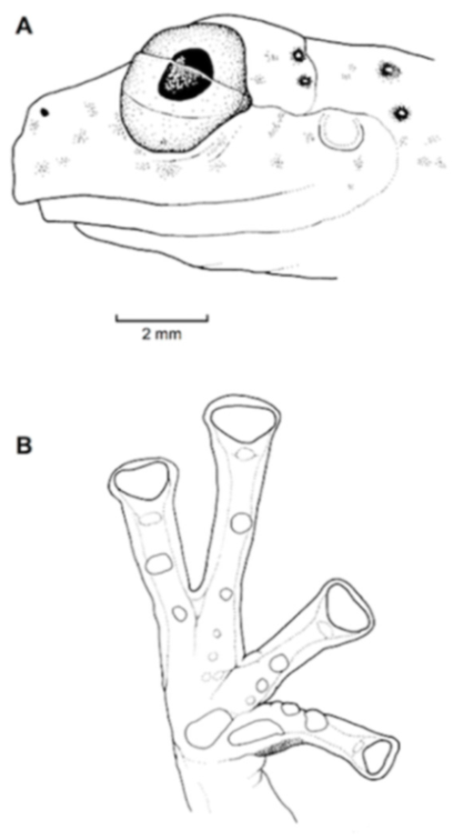 Diversity 12 00222 g129 Diversity 12 00222 g129