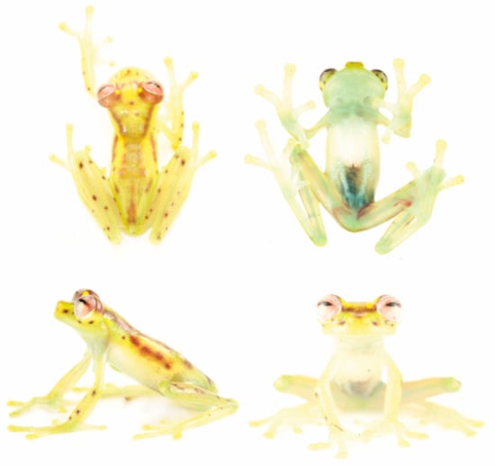 Diversity 12 00222 g131