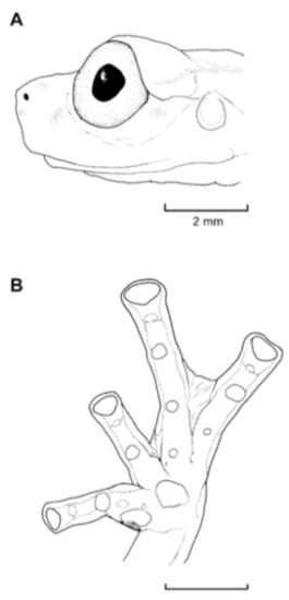Diversity 12 00222 g132
