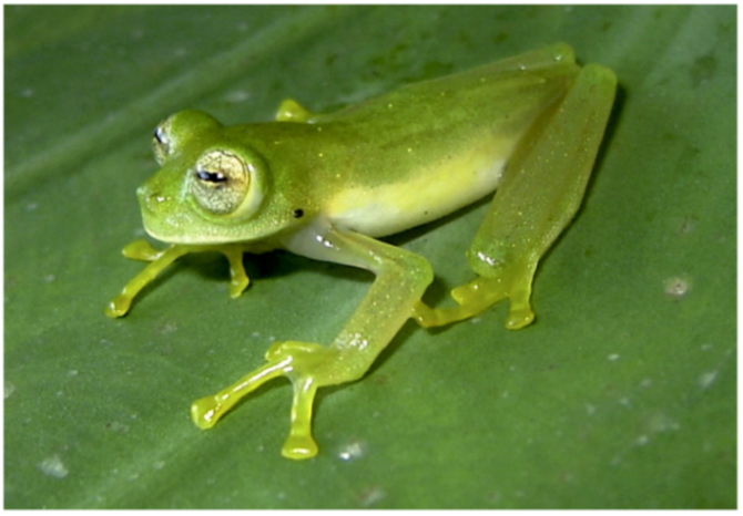 Diversity 12 00222 g134 Diversity 12 00222 g134