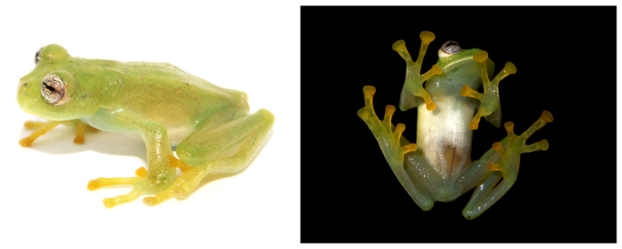 Diversity 12 00222 g137 Diversity 12 00222 g137