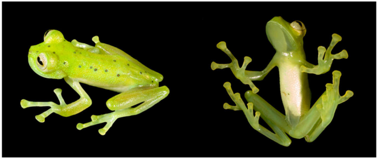 Diversity 12 00222 g140 Diversity 12 00222 g140