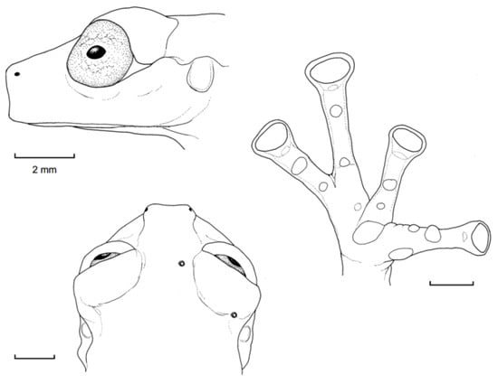 Diversity 12 00222 g141