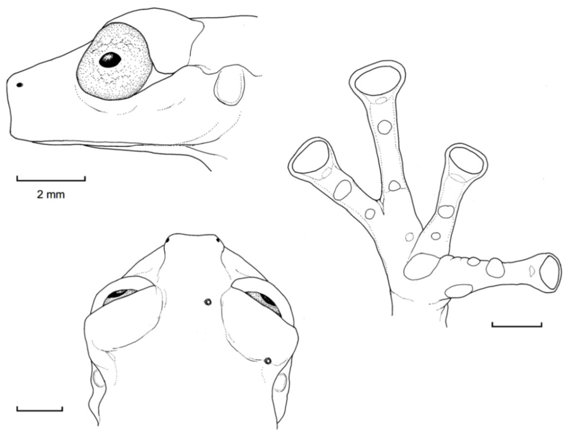 Diversity 12 00222 g141 Diversity 12 00222 g141