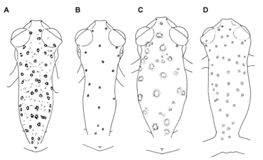 Diversity 12 00222 g142 Diversity 12 00222 g142