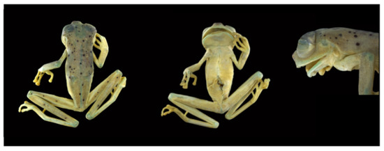 Diversity 12 00222 g143