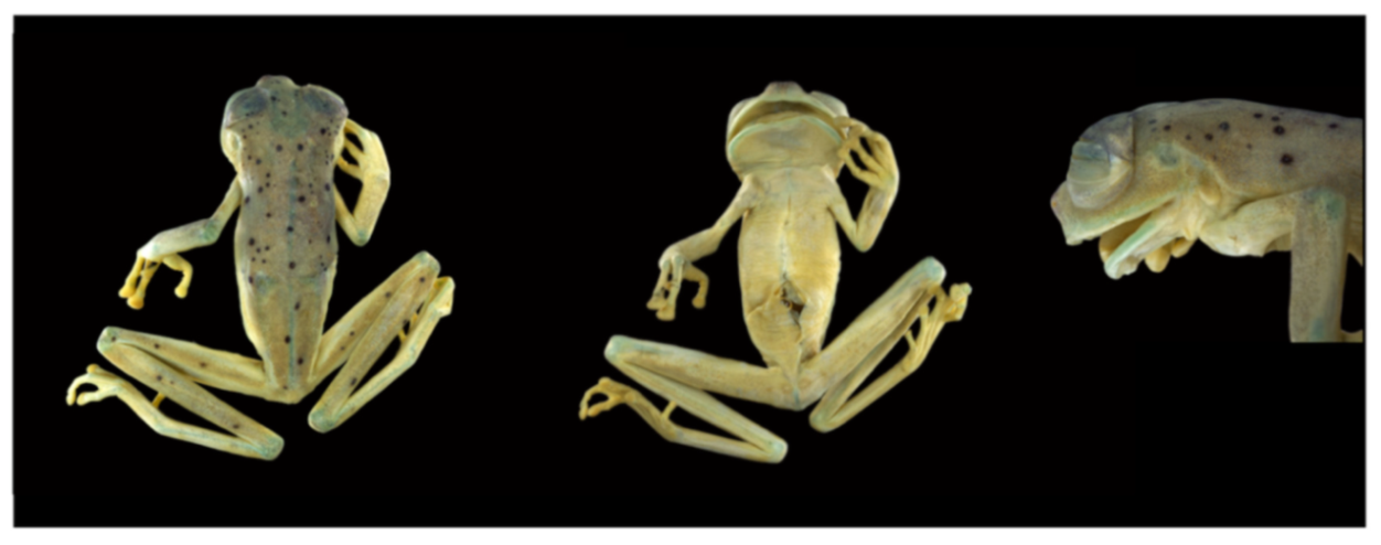 Diversity 12 00222 g143 Diversity 12 00222 g143