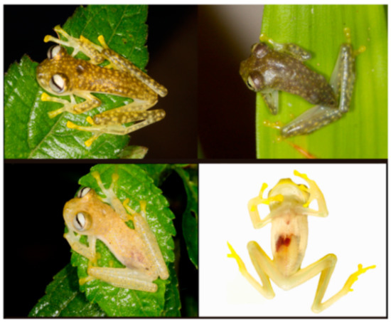 Diversity 12 00222 g145