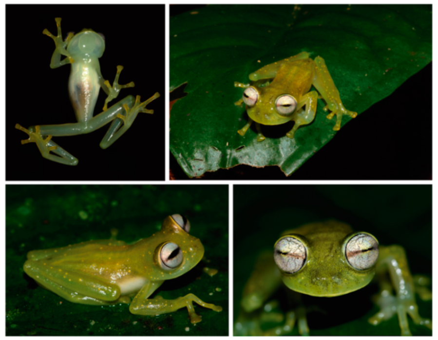 Diversity 12 00222 g146 Diversity 12 00222 g146