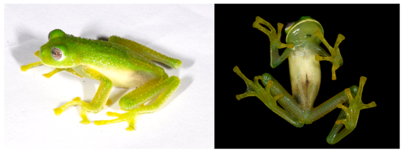 Diversity 12 00222 g148 Diversity 12 00222 g148