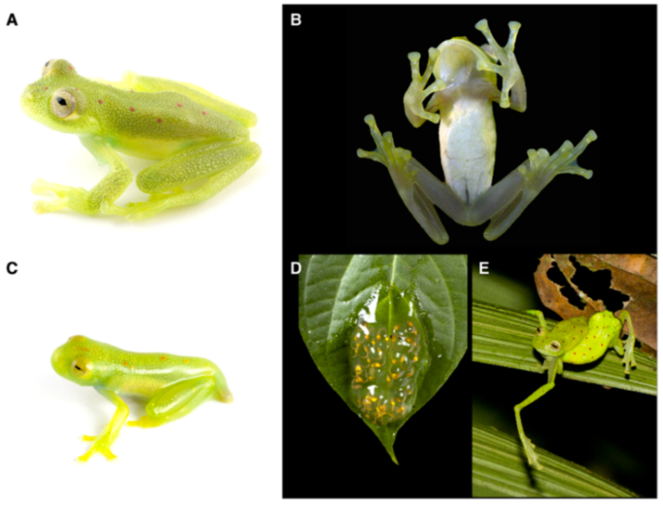 Diversity 12 00222 g150 Diversity 12 00222 g150