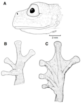 Diversity 12 00222 g151
