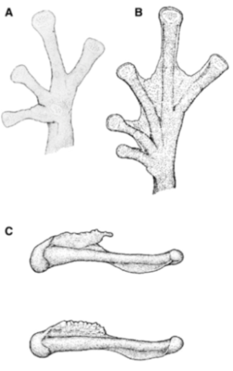 Diversity 12 00222 g155 Diversity 12 00222 g155