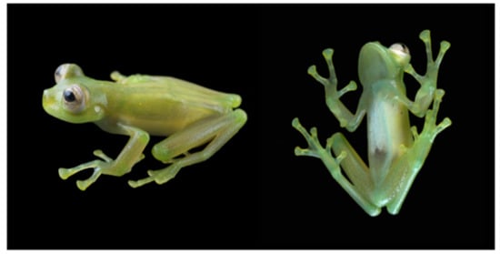 Diversity 12 00222 g158