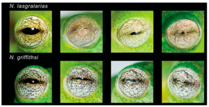 Diversity 12 00222 g160 Diversity 12 00222 g160