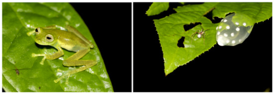 Diversity 12 00222 g161