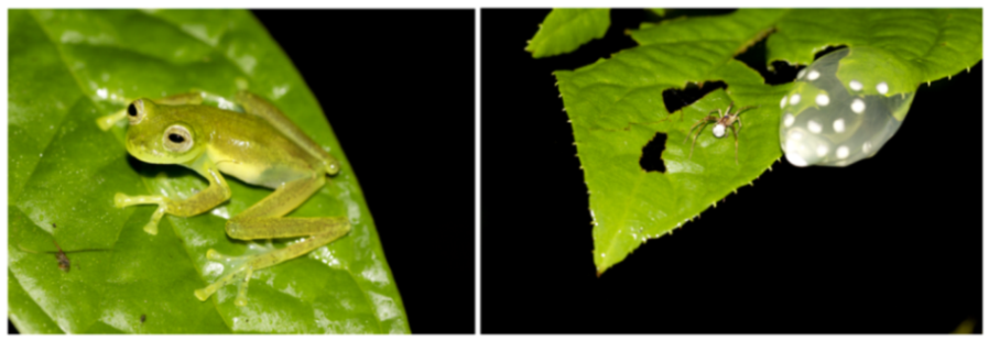 Diversity 12 00222 g161 Diversity 12 00222 g161