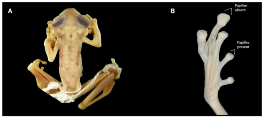 Diversity 12 00222 g163 Diversity 12 00222 g163