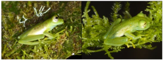 Diversity 12 00222 g165