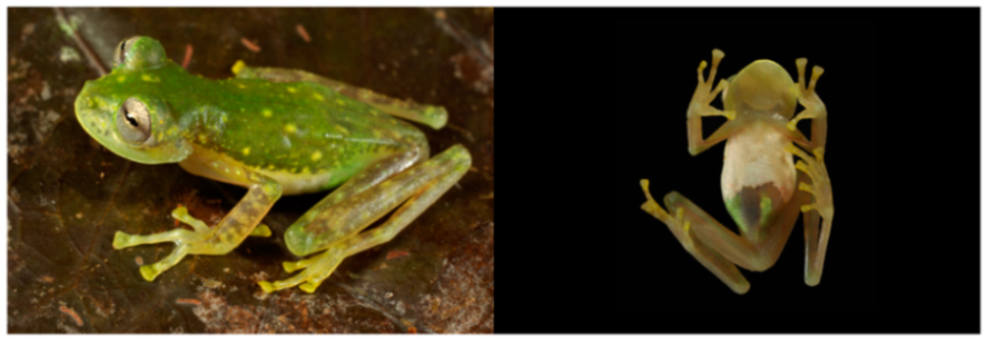 Diversity 12 00222 g167 Diversity 12 00222 g167