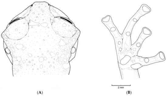 Diversity 12 00222 g168