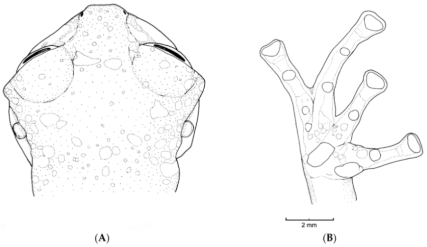 Diversity 12 00222 g168 Diversity 12 00222 g168
