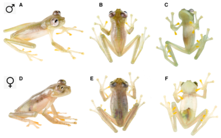 Diversity 12 00222 g170 Diversity 12 00222 g170